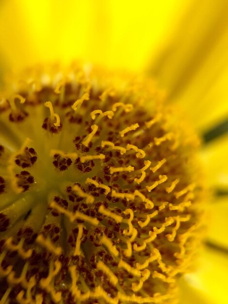 Photo macro shot of sunflower
