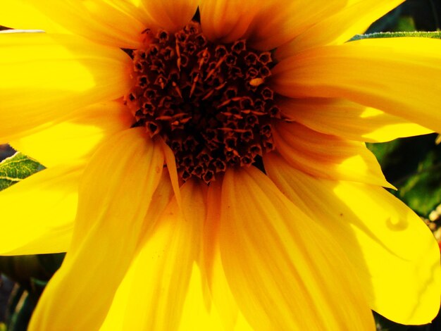 Macro shot of sunflower