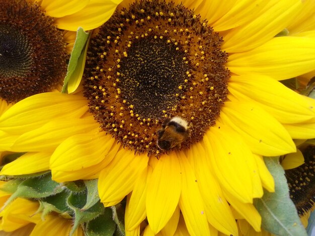 Macro shot of sunflower