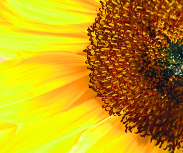 Macro shot of sunflower