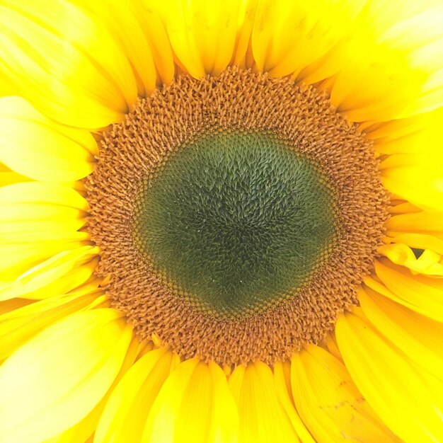 Macro shot of sunflower