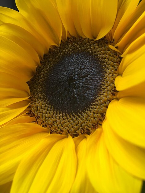 Macro shot of sunflower