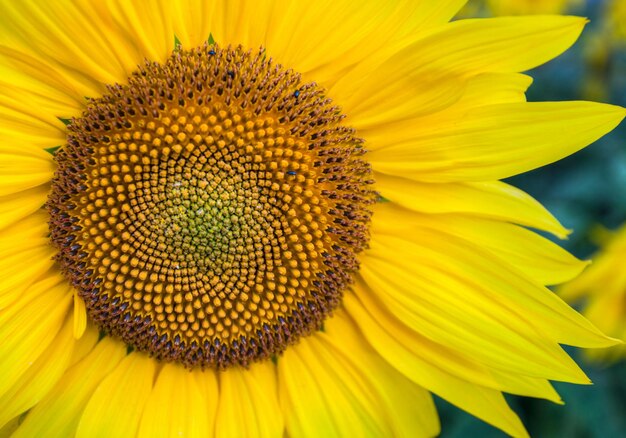 Macro shot of sunflower