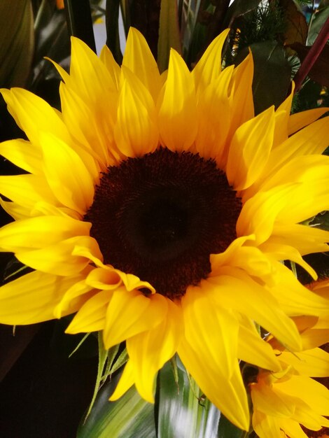 Macro shot of sunflower