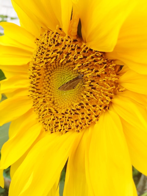 Macro shot of sunflower