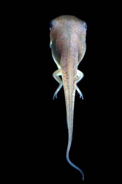 Photo macro shot of tadpole with legs on blackbackground