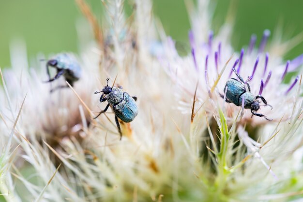 Photo macro shot of three bugs on a flower