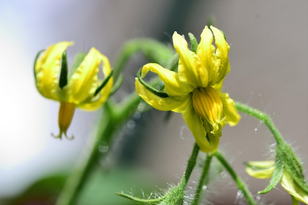 Macro shot of tomato flowers in bloom