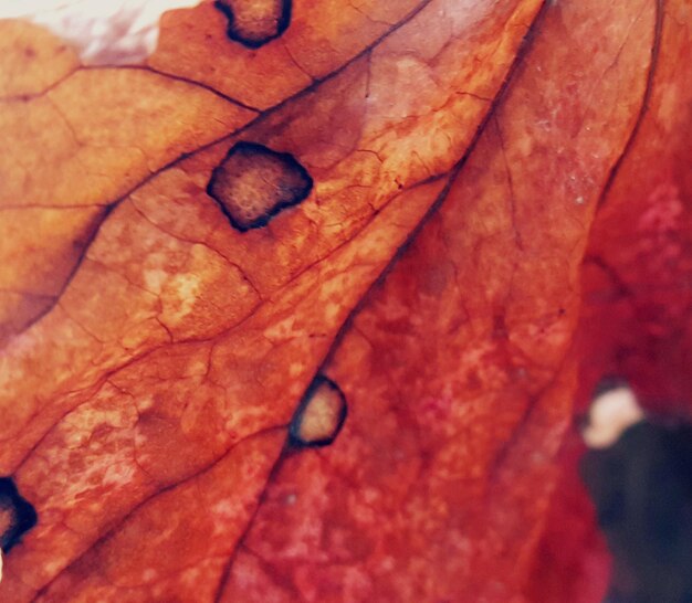 Macro shot of tree trunk