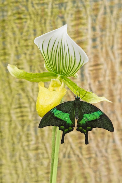 Macro shot of tropical butterfly