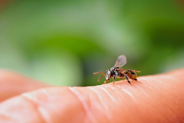 Macro shot van een vlieg op menselijke huid