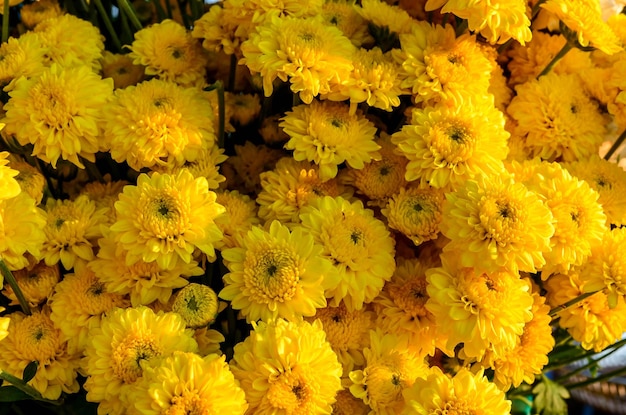 Macro shot van gele bloemen
