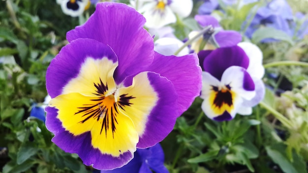 Foto macro shot van paarse pansy bloemen