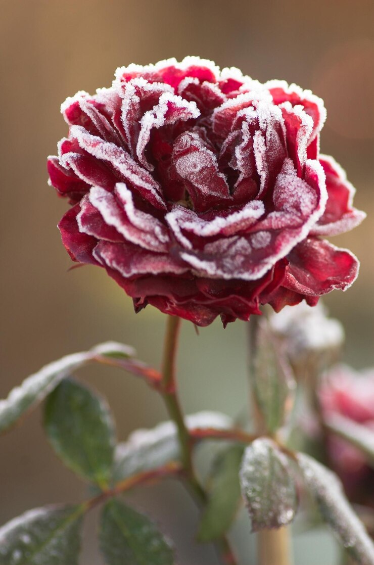 Foto macro shot van rode roos