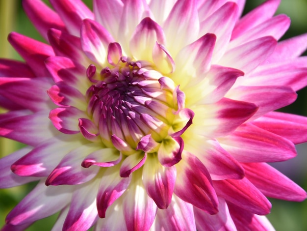 Macro shot van roze bloem