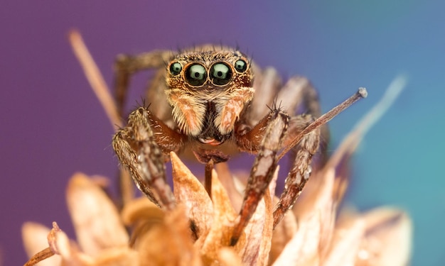 Macro shot van springende spin op plant tegen de muur
