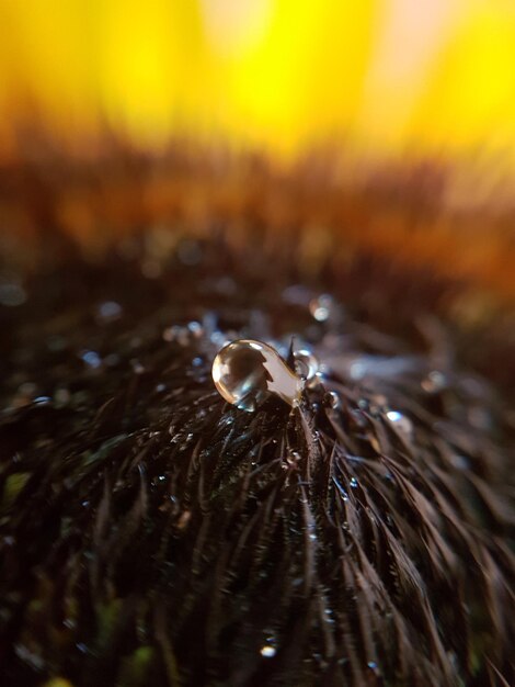 Foto macro shot van waterdruppels op zonnebloem