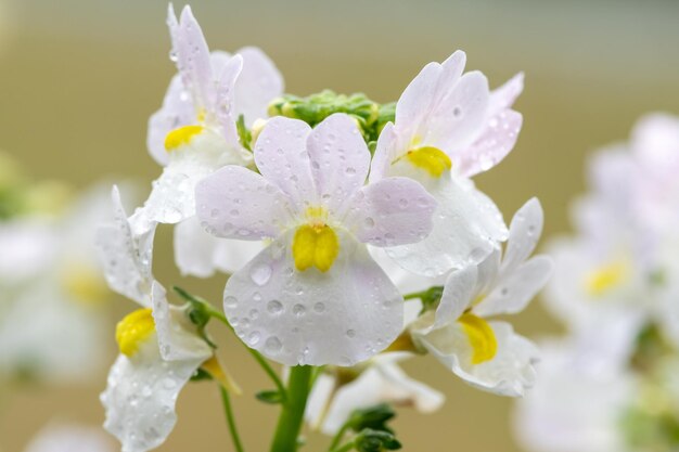 Macro shot van wisley vanille nemesia bloemen in bloei