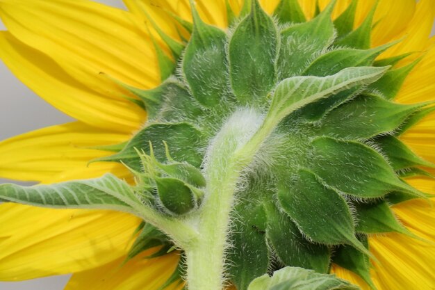 Foto macro shot van zonnebloem