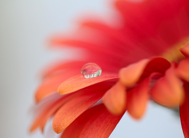 Photo macro shot of water drop on orange flower