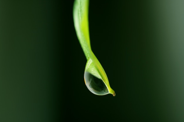 明るい緑の葉の先端からしたたる水滴のマクロ撮影