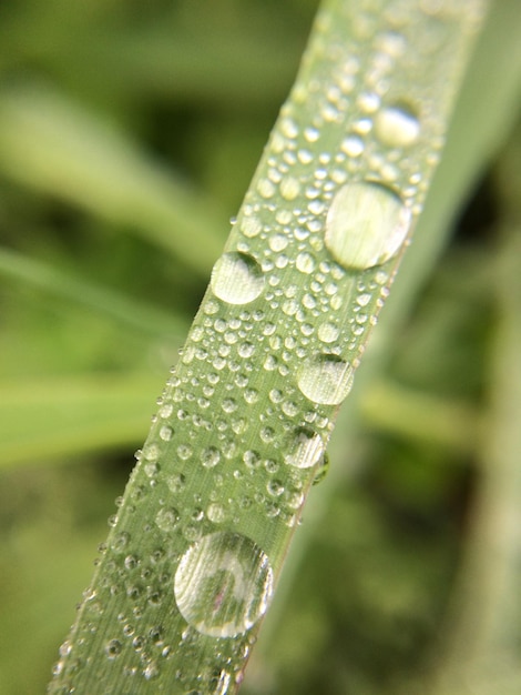 Foto macro colpo di gocce d'acqua sull'erba