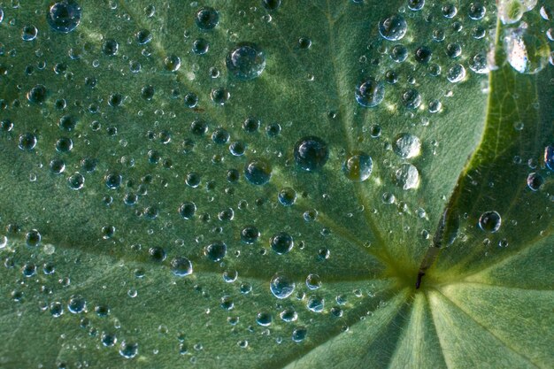 A macro shot of water drops on a green plant leaf