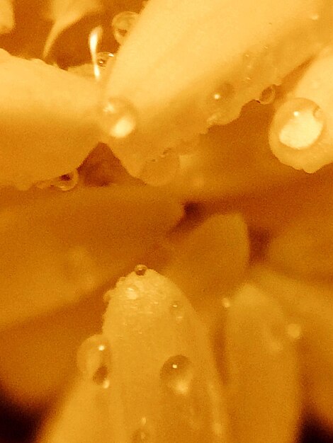 Macro shot of water drops on leaf