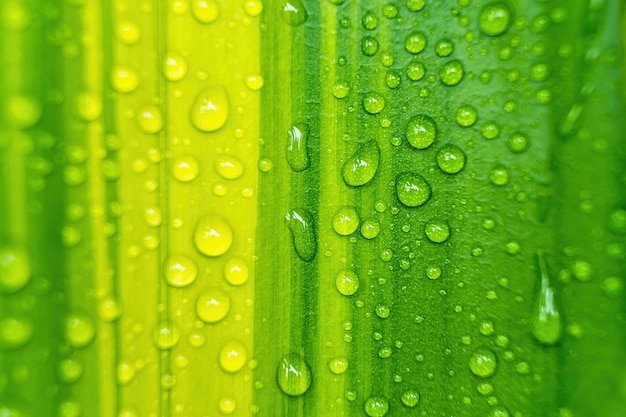 Photo macro shot of water drops on leaf