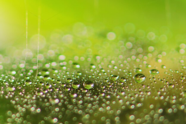 Photo macro shot of water drops on leaf