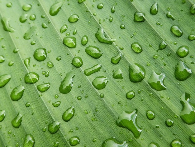 Macro shot of water drops on leaf