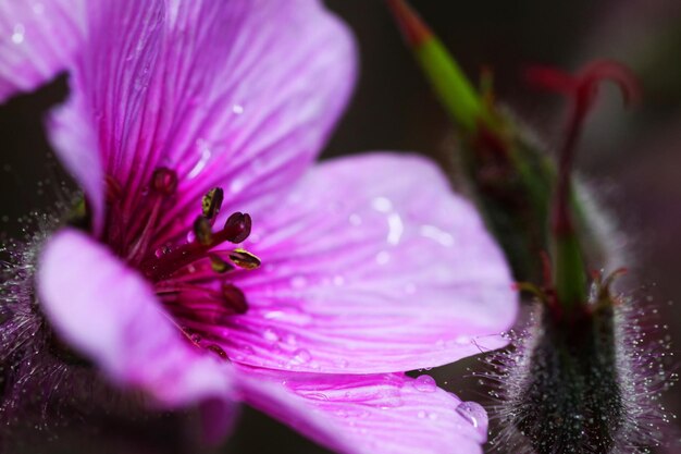 Macro shot of water drops on pink flower