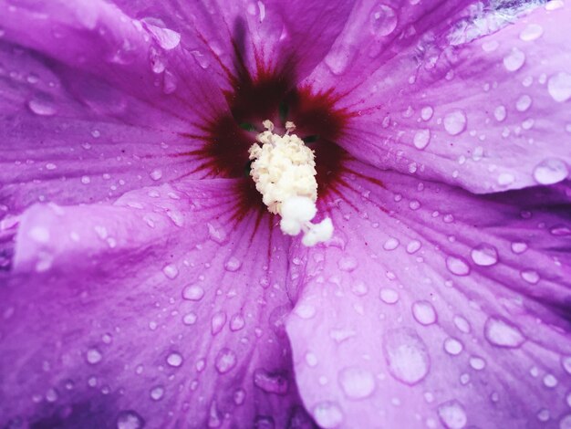 Macro shot of water drops on pink flower