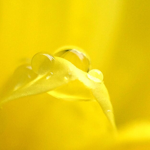 Photo macro shot of water drops on yellow flower