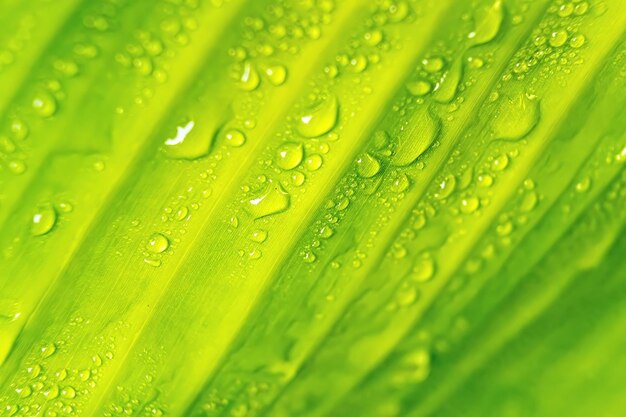 Photo macro shot of wet green leaves on plant during rainy season