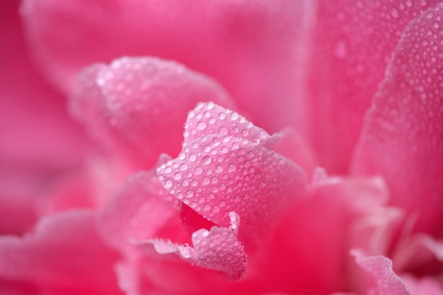 雨や露のしずくと濡れた紫ピンクの牡丹の花びらのマクロ撮影