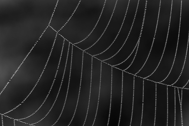 Photo macro shot of wet spider web at night