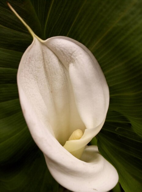 Photo macro shot of white flower