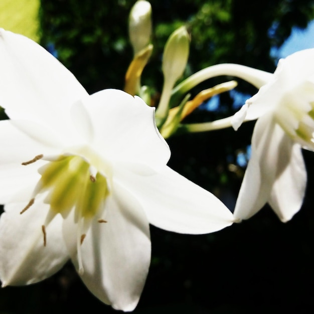 Photo macro shot of white flower