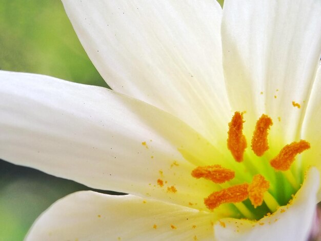 Macro shot of white flowering plant