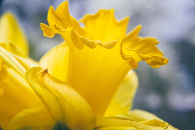 Macro shot of yellow daffodil flower Nature floral background