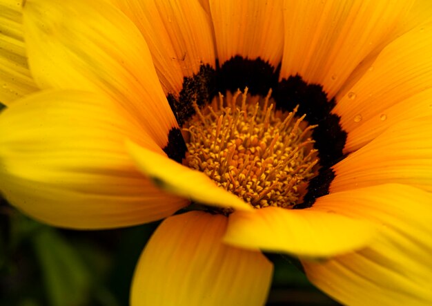 Macro shot of yellow flower pollen