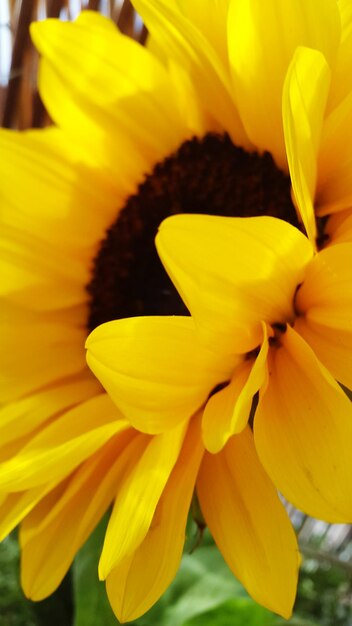 Macro shot of yellow flower