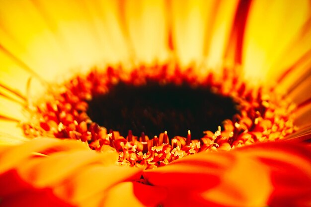 Macro shot of yellow flower