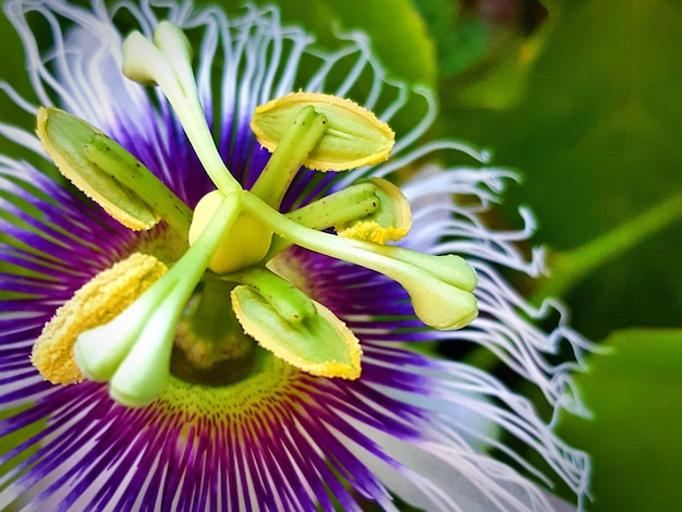 Foto macro shot di fiore giallo