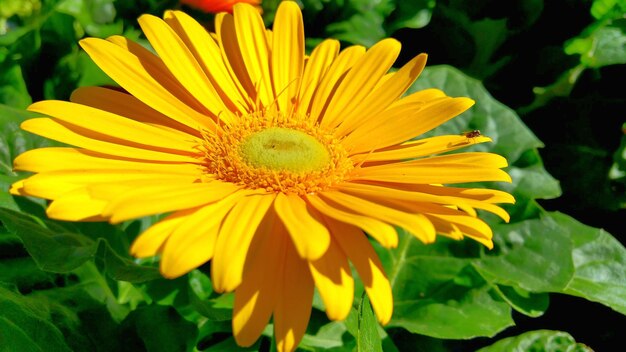 Macro shot of yellow flower