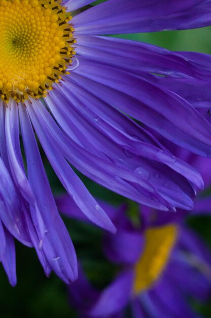 Macro shot of yellow flower