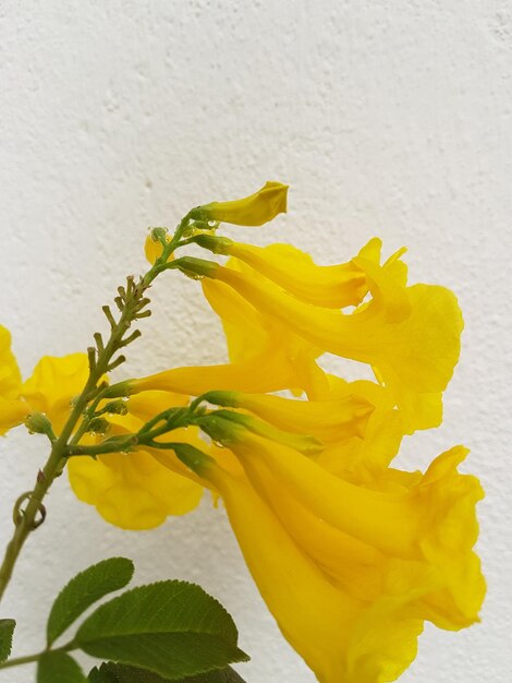 Macro shot of yellow flower