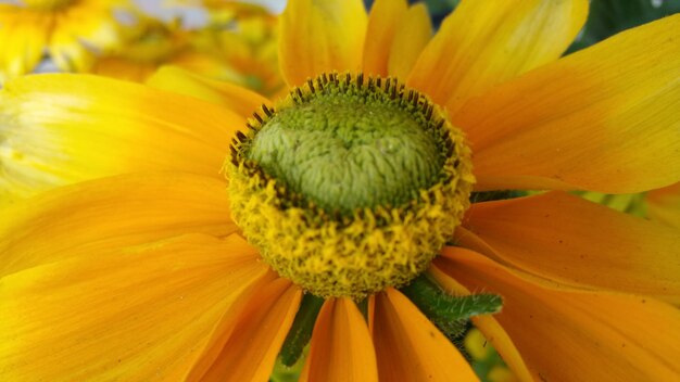 Macro shot of yellow flower