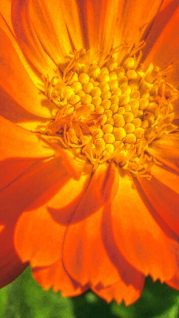 Macro shot of yellow flower